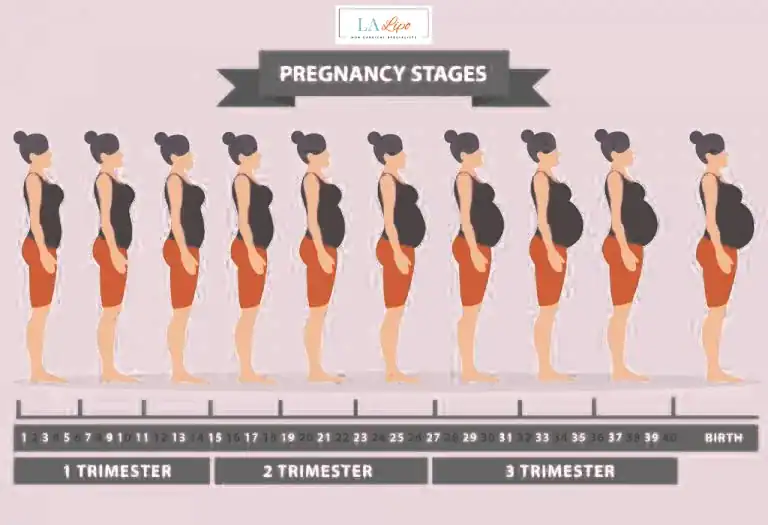 First Trimester (Weeks 1–12): Early Changes You Might Not Notice Marlow